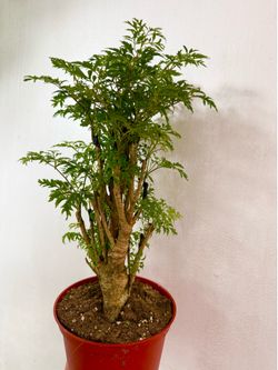 Plants (6”pot🌿Ming Aralia $15 each)