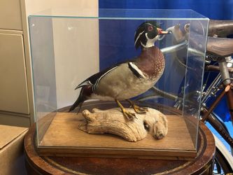 Wood Duck Drake Mount Taxidermy Male w/ Display Case