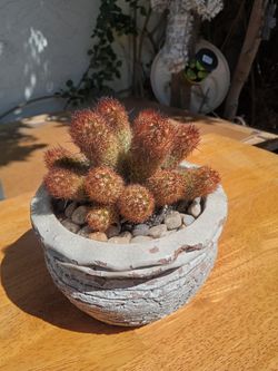 Cactus 