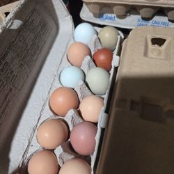 Hatching Eggs For Chickens 