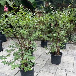 Crape Myrtle Tuscarora