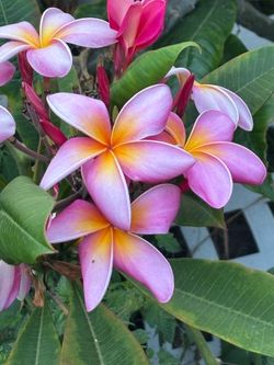 Plumeria cuttings