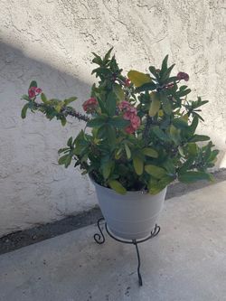 Corona de cristo