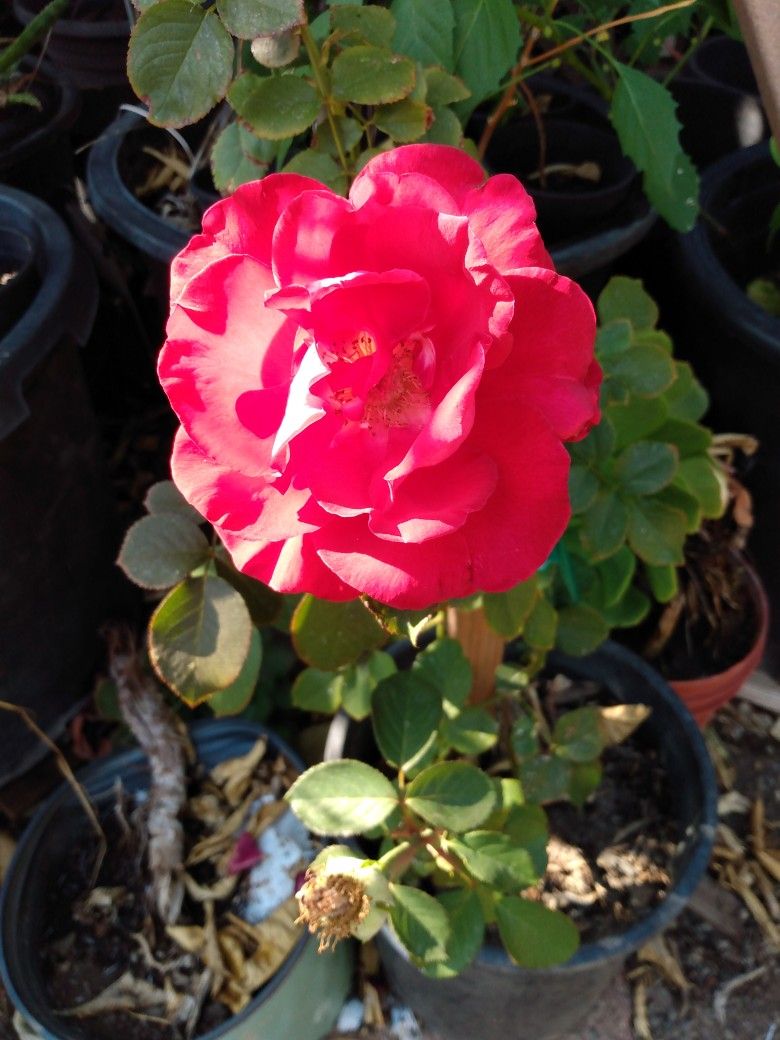 Pink Rose