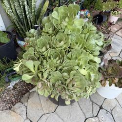 Succulent Plant 