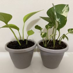 Live Pothos Starter Plants