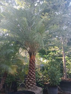 Sylvester Palm Tree $200 per ft trunk