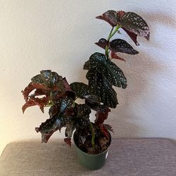 Begonia - Crackling Rose
