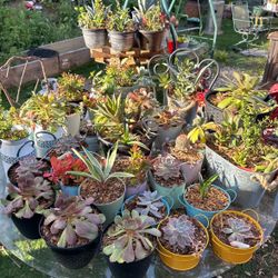 Succulents 