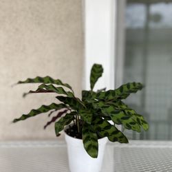 Rattlesnake Plant