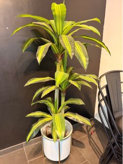 Artificial Plants