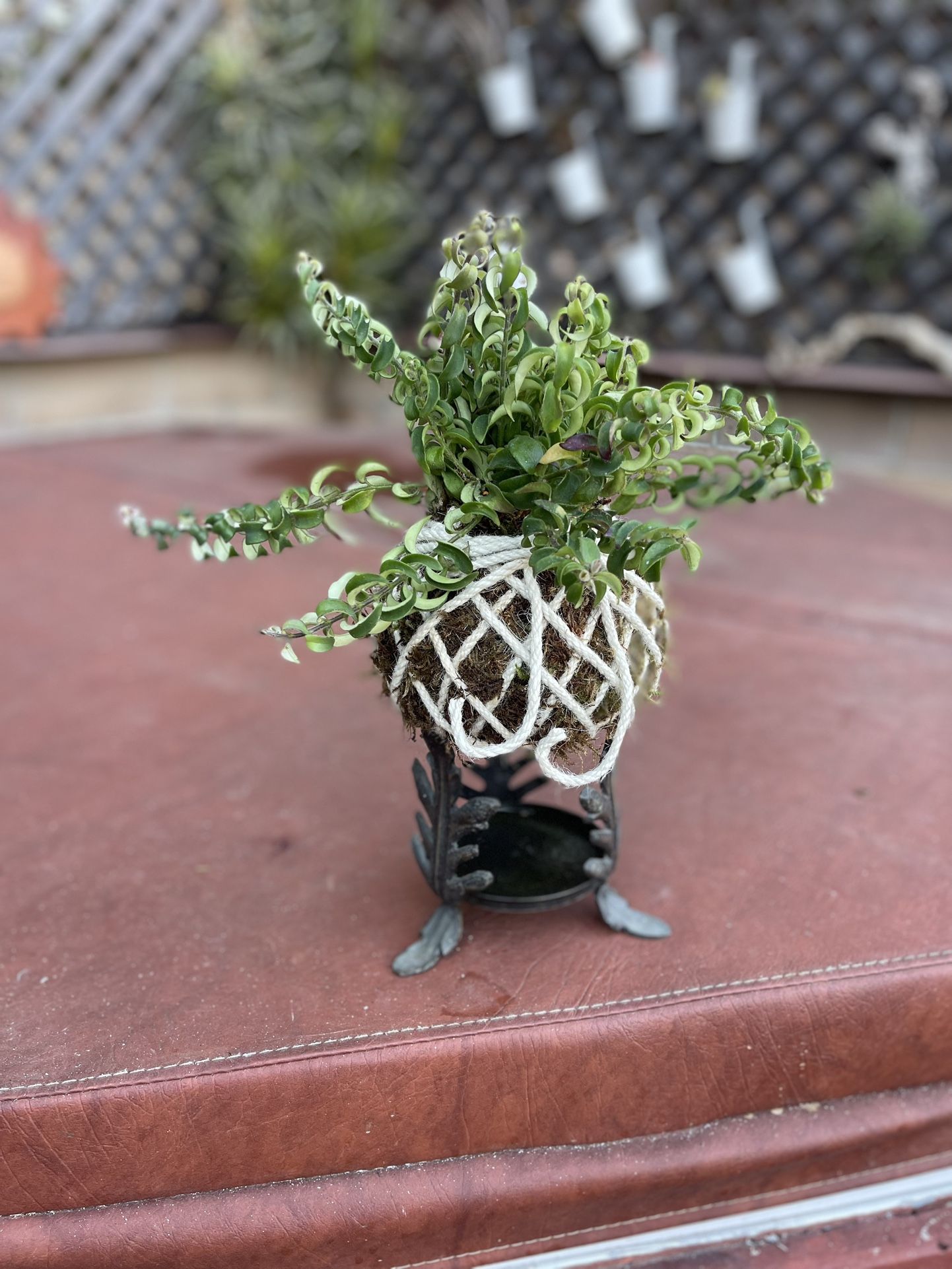 Lipstick Plant Kokedama