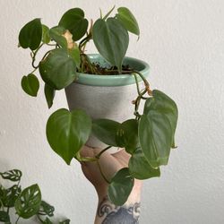 Heart Leaf Philodendron 