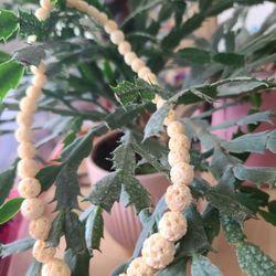 Bone Necklace From The 1940's 