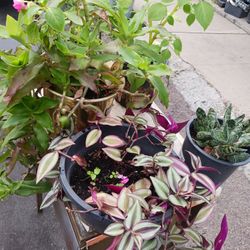 Diferents Plants $5 Each 0ne Galón 