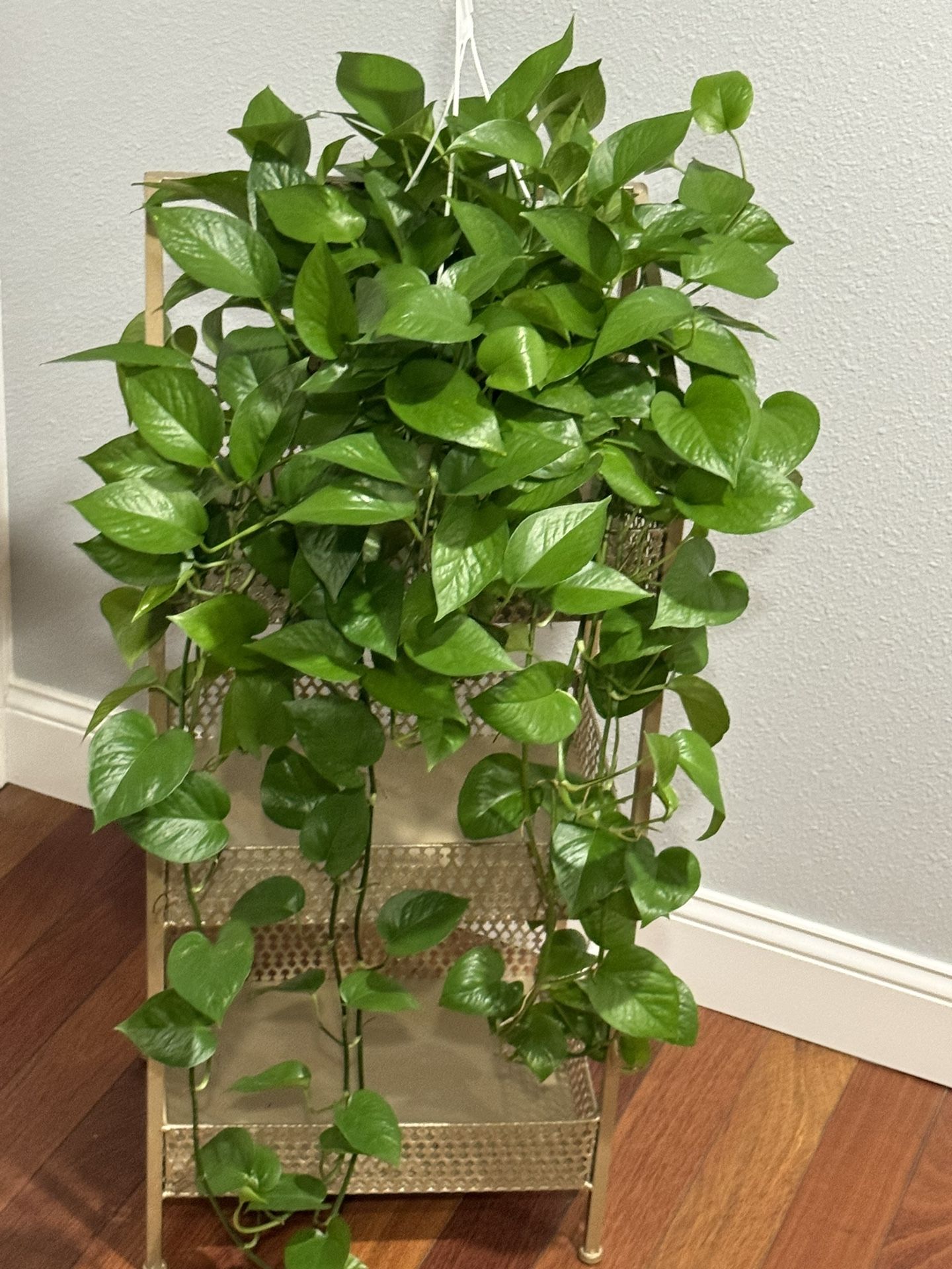 Huge And Full Green Jade Pothos