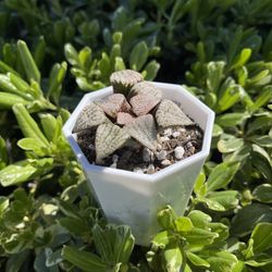 Succulents Haworthia Cooperi Tsukikage