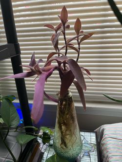 Purple Heart Plant in Glass Container