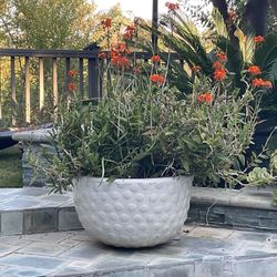 Ceramic Pot With Epidendrum Orchids Large 