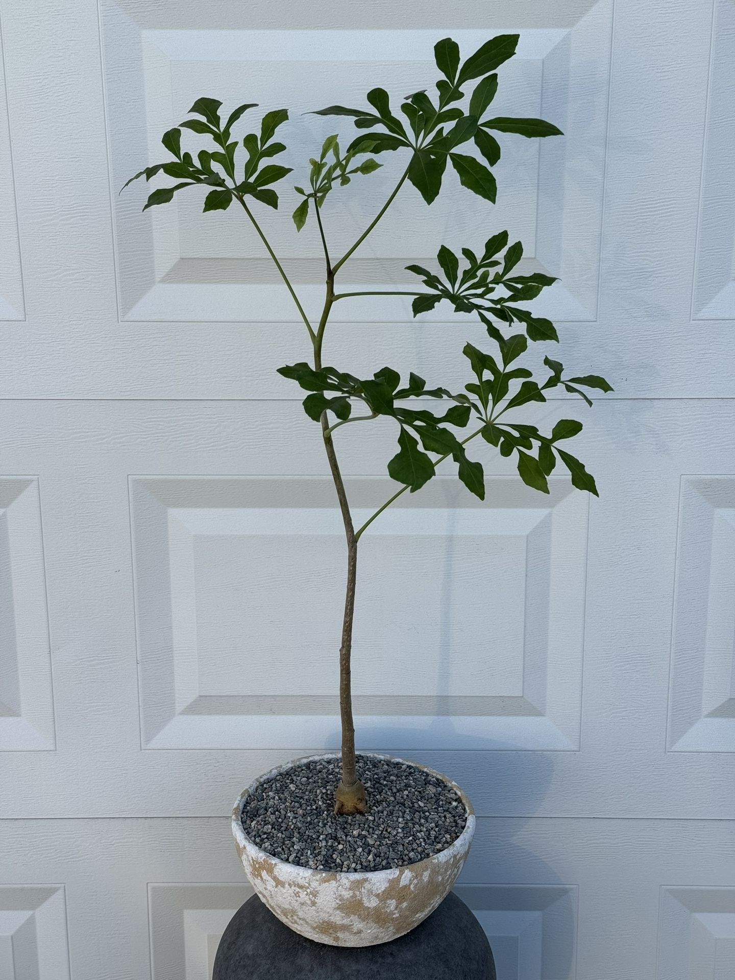 Cussonia Spicata ‘Snowflake Shaped Leaves’ (Planter Included) #BC1