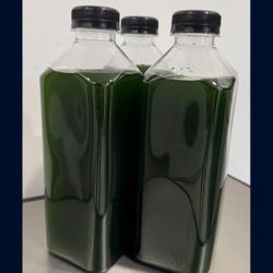 Phytoplankton, Really high concentration. 32oz, Copepods & Chaetomorpha