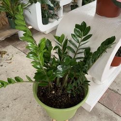 Zz  12” Pot  Plants