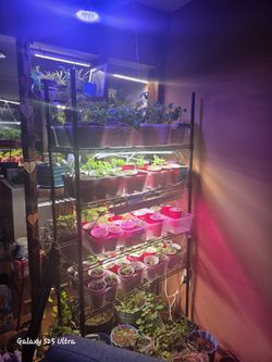 Over 35 Varieties Of Tomato Plants And More!