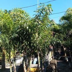 Foxtail Palms 5ft Up To 12ft Delivered And Planted