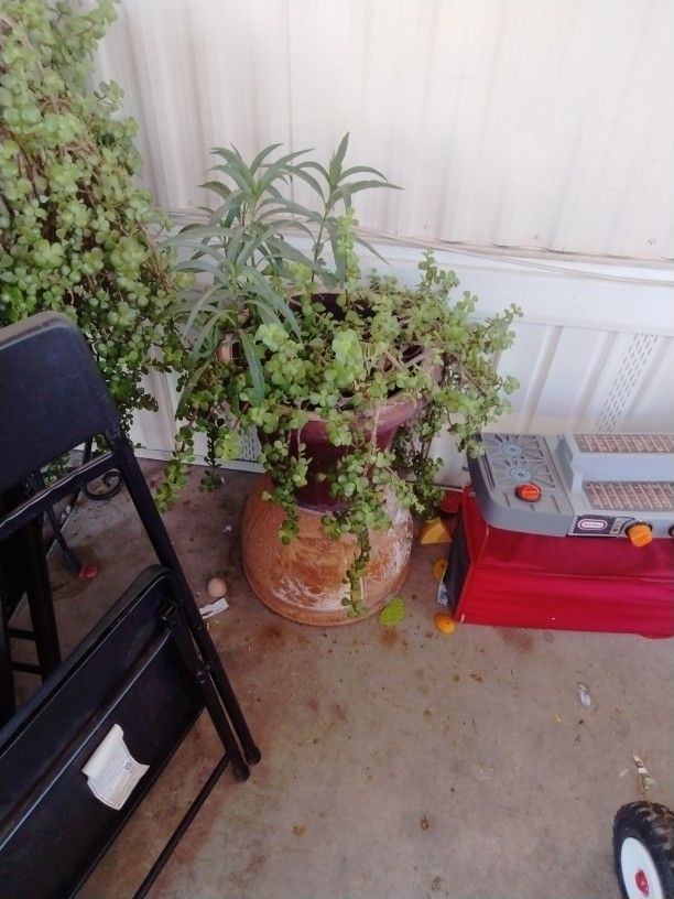 Elephant Bush Plant