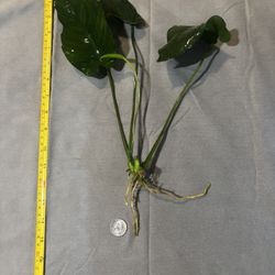 Large Anubias Barteri Aquarium Plant