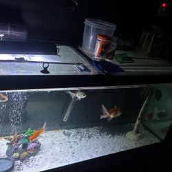 Big Fish Tank  