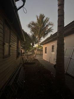 Coconut tree about 20 of trunk each