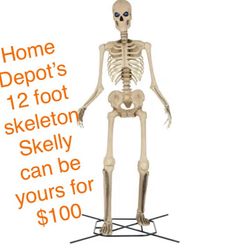 Skelly Needs A New Home 