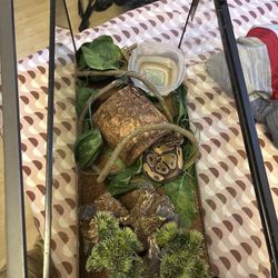 SNAKE ENCLOSURE