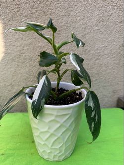 White princess philodendron plant