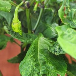 Carolina Reaper Pepper Plant