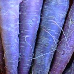 Extremely Rare Organic Black Nebula Carrot Seeds! 2025 SEASON EARLY RELEASE! 