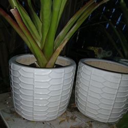 New Ceramic House Plant Pot