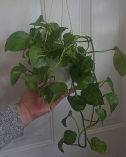 Global green Pothos