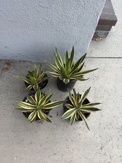 Agave lophantha 'Quadricolor’ $15 each