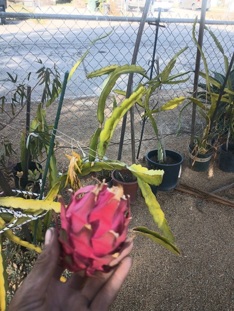 Dragon Fruit Plant In Pot Dragon Fruit Potted Plant