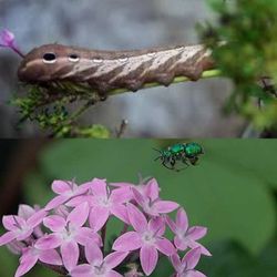 Pentas ! Mothers Day Sale
