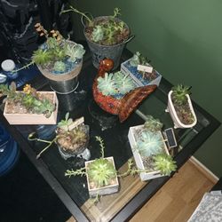 Succulents 