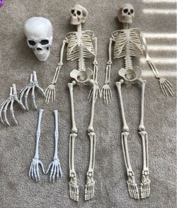 Another set of various Halloween skeletons