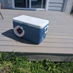 Free Cat Shelter