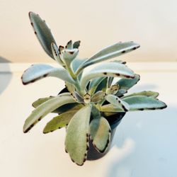 Kalanchoe Tomentosa / Panda Ears / Chocolate Soldier