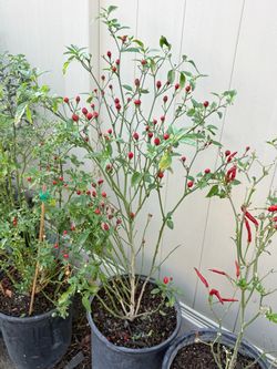 🌶️ Chiltepin / Serrano / Thai chili ready to harvest