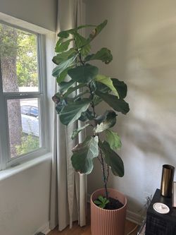 Fiddle leaf fig with planter