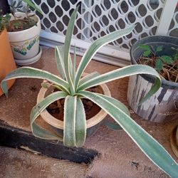 Outdoor Agave Plants 