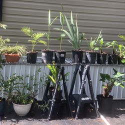 Indoor Outdoor Plants Start From $3 To $50